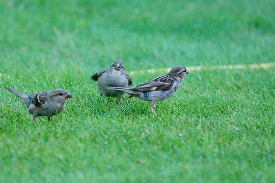 Sperlinge Bilder Durchsuchen 216,800 Archivfotos, und