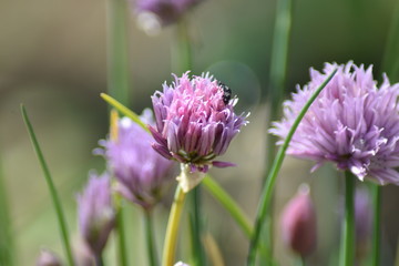 Blühender Schnittlauch (Allium schoenoprasum)