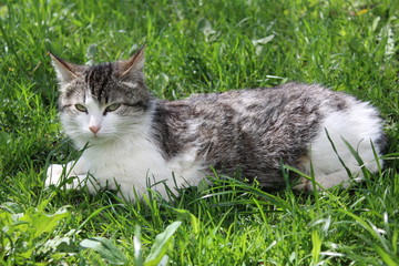 fluffy cat on fresh grass in spring