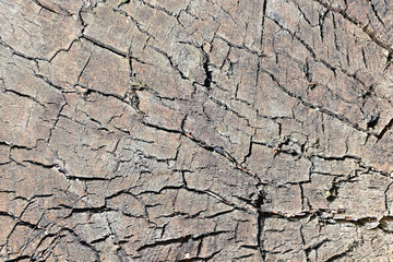 Cracked wood texture, tree trunk pattern.
