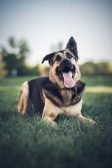 german shepherd dog