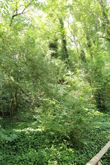 Obraz premium Bosque