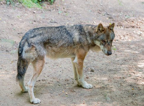 Einzelner Wolf streift durch einen Wald bei Schleswig Holstein