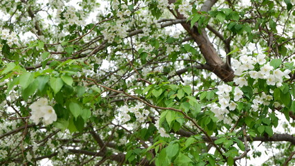 green leaves in the garden
