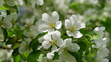 white flowers in the forest
