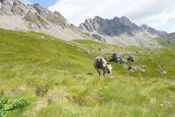 San Pellegrino Pass, Moena , Trentino Alto Adige, Alps, Dolomites, Italy: Landscape at the San Pellegrino Pass 1918 m. It's a high mountain pass in the Italian Dolomites. Summer landscape in the Alps