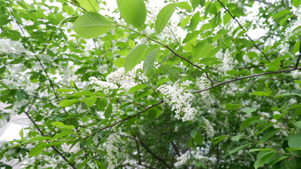 white flowers in the garden