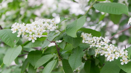 bird cherry in spring