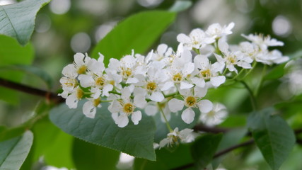cherry trees in may