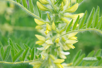 Astragalus close-up. Also called milk vetch, goat's-thorn or vine-like. Spring green background....
