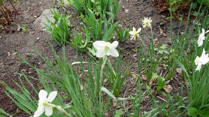 white spring flowers