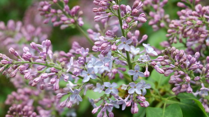 lilac in may