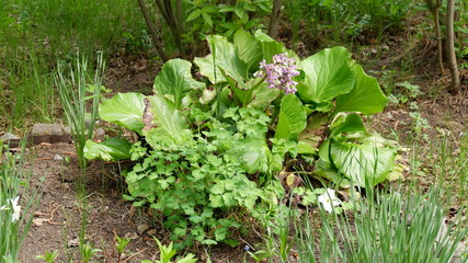 flowers in the garden