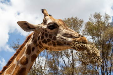 Giraffe in Kenia Nairobi Giraffe Essen Giraffenkopf