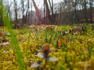 Spider web in morning grass. Macro foto