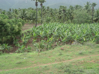 plantain field