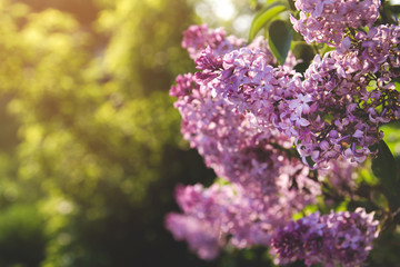 Spring flowers of lilac copy space. A bouquet of lilacs. Lilac in the garden.