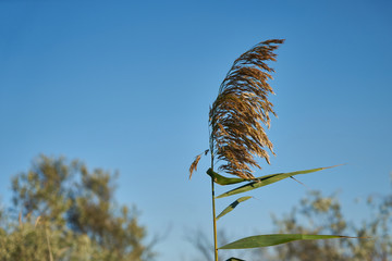 Image of a reed.