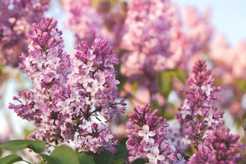 Fototapeta premium Spring flowers of lilac. A bouquet of lilacs. Lilac in the garden.