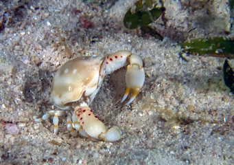 A Purse Crab (Leucosia sp.)