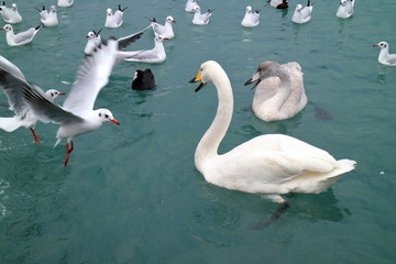 Swans and ducks on the sea in winter.