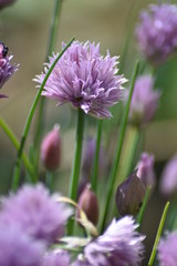 Bl&uuml;hender Schnittlauch (Allium schoenoprasum)