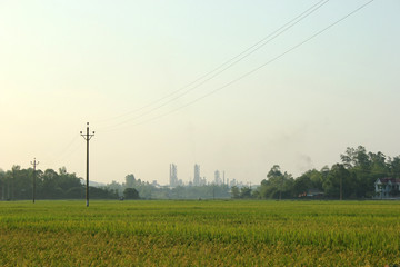 Green rice field in a sunny day with blue sky in Vietnam countryside, Vietnam landscapes, asia