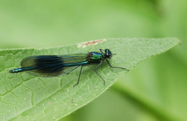 A newly emerged male Banded Demoiselle Dragonfly, Calopteryx splendens, perching on a Comfrey leaf in Spring.