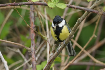 Obraz na płótnie Canvas A Great Tit, Parus major, perched on a branch with a Caterpillar in its beak which it is going to feed to its babies in a nest nearby.