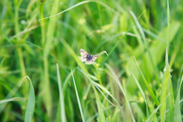 Lush green grass. Spring background. Drops of dew on the leaves. Copy space. Fresh bright texture.