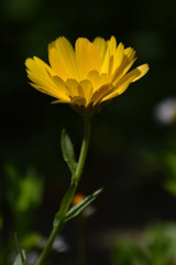 Blühende Ringelblume (Calendula officinalis)