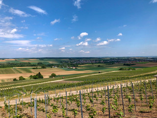 Weinberg mit Fernblick