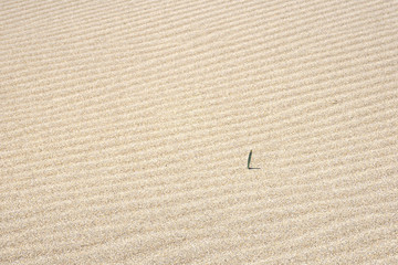Small green plant growing in the middle of desert, white sand formed in diagonal ripples.