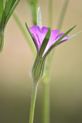 Fototapeta premium Blühende Kornrade (Agrostemma)