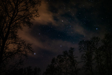 Night sky, stars, clouds and trees.