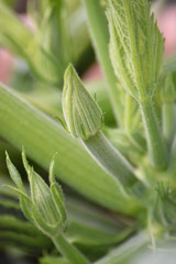 Obraz premium Blütenknospen einer Zucchinipflanze