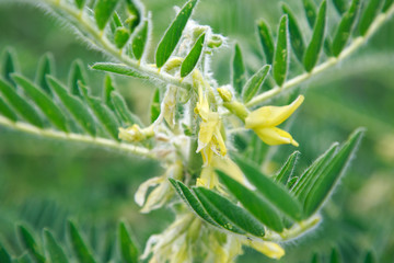 Astragalus close-up. Also called milk vetch, goat's-thorn or vine-like. Spring green background....