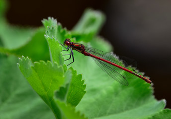 Red ruddy darter dragonfly (Sympetrum sanguineum) on water plant green leaf in garden