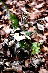 tree roots and fallen leaves over the mosses