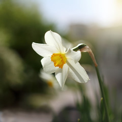 white-yellow daffodil flower. spring decoration flower beds