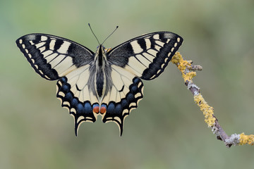 Obraz na płótnie Canvas Portrait of the Old World Swallowtail (Papilio machaon)