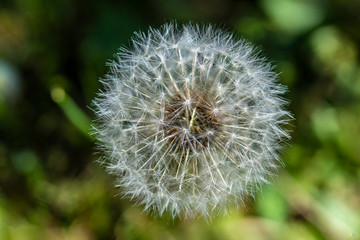 Dandelion seeds in fresh green background
