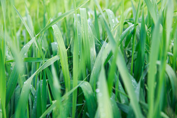 Lush green grass. Spring background. Drops of dew on the leaves. Copy space. Fresh bright texture.