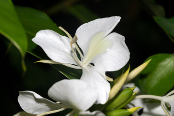 Fototapeta na wymiar Exotic flowers of the island of Madagascar