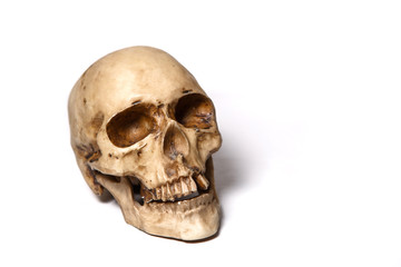 Human skull on a white background, isolate.
