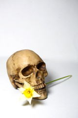 A human skull with a yellow flower in its teeth on a white background, isolate.