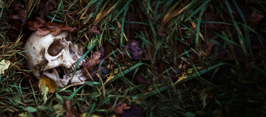 A human skull in the grass is buried under autumn leaves. Fake skull close - up in natural background. Banner