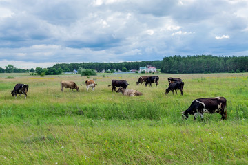 Cows grazing on a green summer meadow. Selective focus
