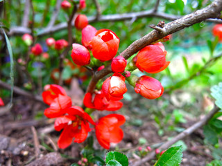 Japanese quince blooms red in the garden
