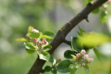 Apple blossom in May